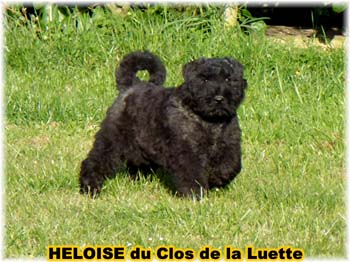 bouvier des flandres photo chiot - Elevage Clos Luette - COPYRIGHT DEPOSE